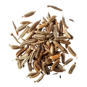الشمر