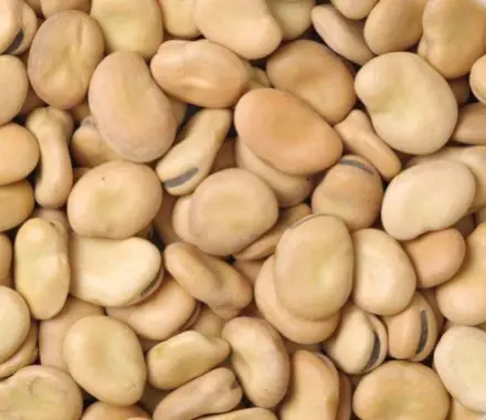 Broad Bean
