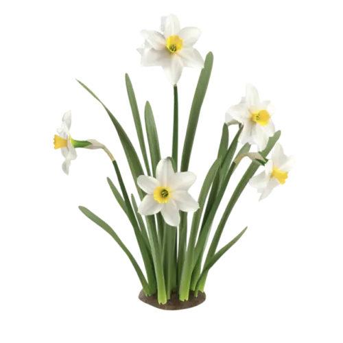 Narcissus