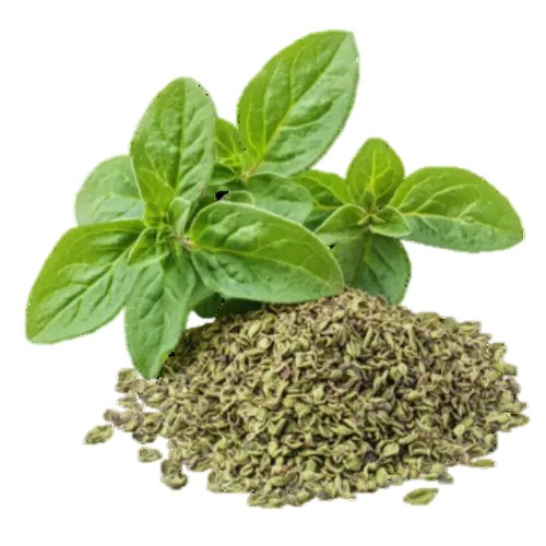 Basil