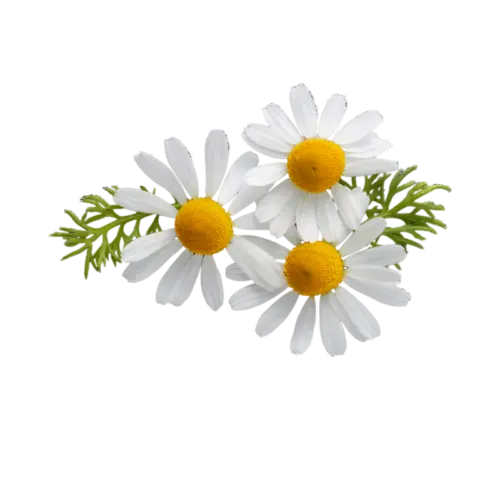 Chamomile