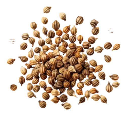 Coriander 