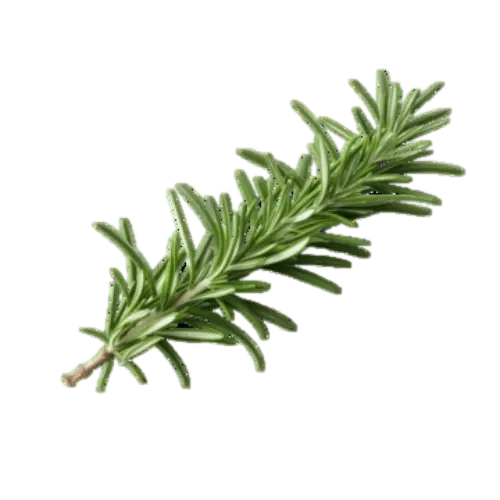 Rosemary